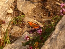 2013-07-20_Regina-F-Rau_Kochel-Rabenkopf (441).JPG